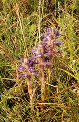 Phelipanche caesia