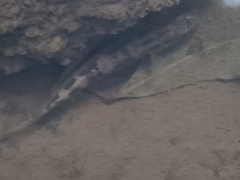 Gobiomorphus australis