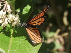 Danaus plexippus