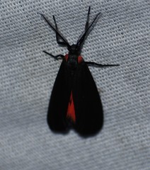 Lycomorpha splendens