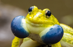 Bull Frog photo 2