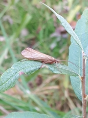 Limnephilus politus