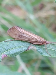 Limnephilus politus
