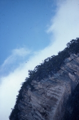 Rhynchopsitta terrisi