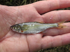 Alburnoides rossicus