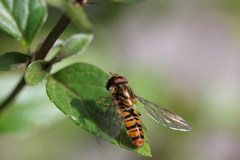 Episyrphus balteatus