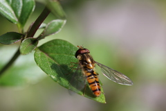 Episyrphus balteatus