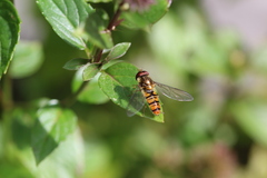 Episyrphus balteatus
