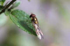 Episyrphus balteatus
