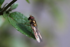 Episyrphus balteatus