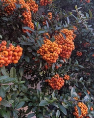 Pyracantha coccinea