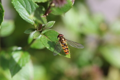 Episyrphus balteatus