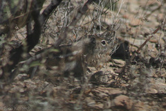 Ammospermophilus interpres