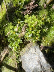 Physcomitrium immersum