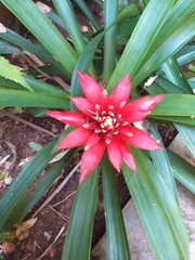 Guzmania lingulata