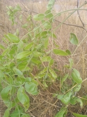 Image of Julbernardia globiflora