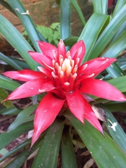 Guzmania lingulata