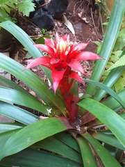 Guzmania lingulata