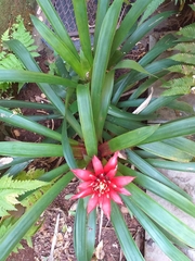 Guzmania lingulata
