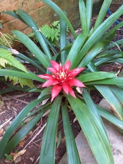 Guzmania lingulata