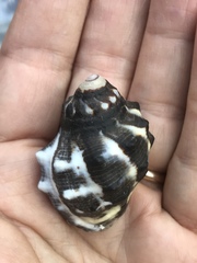 Menathais intermedia