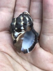 Menathais intermedia