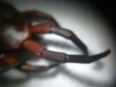 Scolopendra gigantea