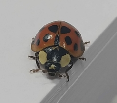 Harmonia axyridis