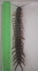 Scolopendra gigantea