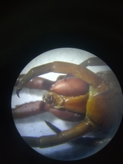 Scolopendra gigantea