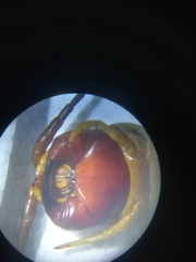 Scolopendra gigantea