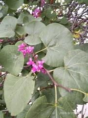 Cercis siliquastrum