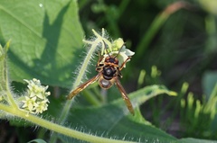 Vespa simillima
