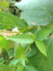 Ayenia dentata