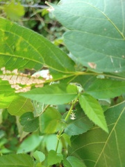 Ayenia dentata