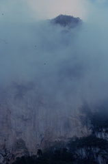 Rhynchopsitta terrisi