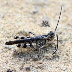 Psinidia fenestralis