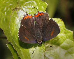 Heliophorus