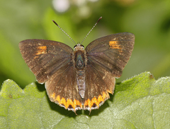 Heliophorus