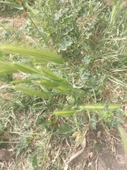 Hordeum murinum
