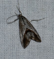 Evergestis obliqualis