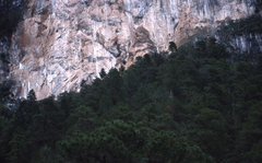 Rhynchopsitta terrisi