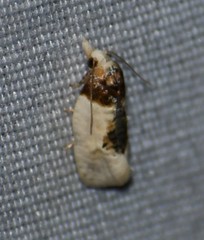 Henricus edwardsiana