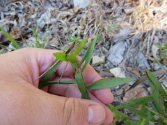 Dichanthelium sphaerocarpon