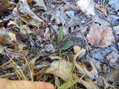 Dichanthelium sphaerocarpon