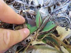 Dichanthelium sphaerocarpon