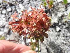 Codonorhiza micrantha