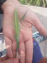 Hordeum murinum