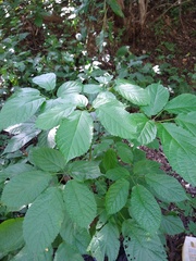 Roseodendron donnell-smithii