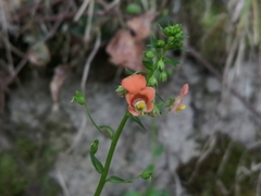 Alonsoa meridionalis